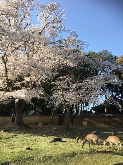　　　☆　　　サクラパワ～　今年はＭＡＸ　　　☆