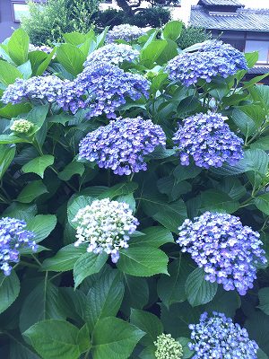 　　　☆　　　この季節のお花　　　☆