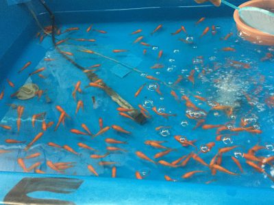 　　　☆　　金魚タウン　Nara　　　☆