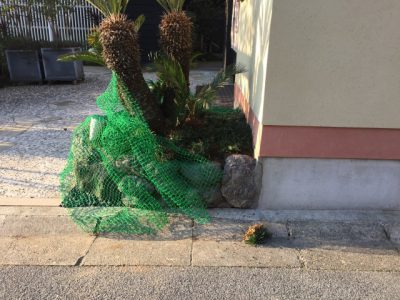 　　　☆　　　　ニワ荒らされました。　　　　☆