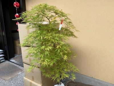 　　　　☆　　オシャンティーに　(^^♪　　　☆