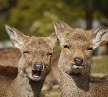 奈良公園