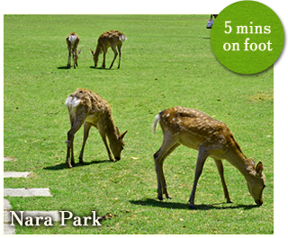 Nara Park 5mins on foot
